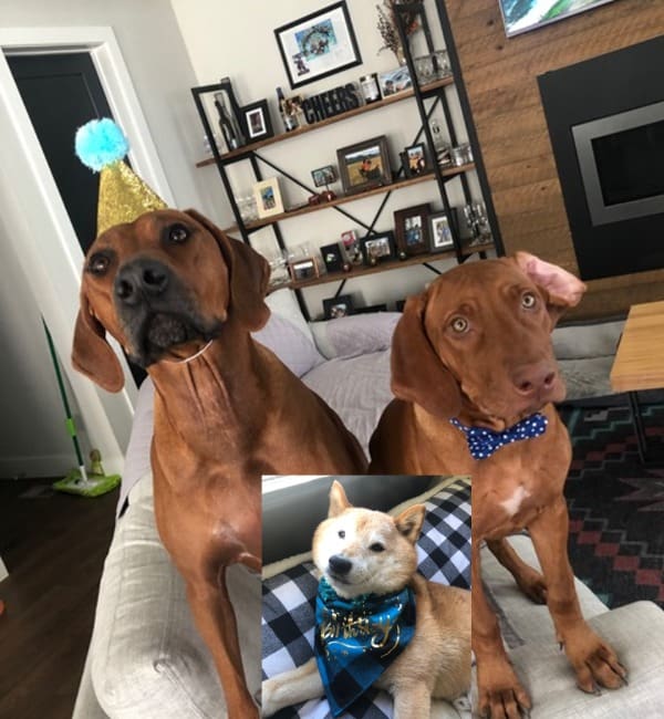 Two dogs sitting on a couch with a picture of a dog in the background.