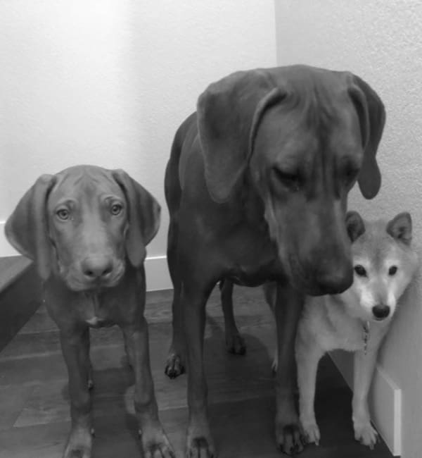 Two dogs and a dog sitting on the floor